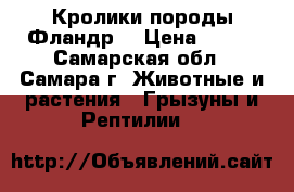 Кролики породы Фландр. › Цена ­ 500 - Самарская обл., Самара г. Животные и растения » Грызуны и Рептилии   